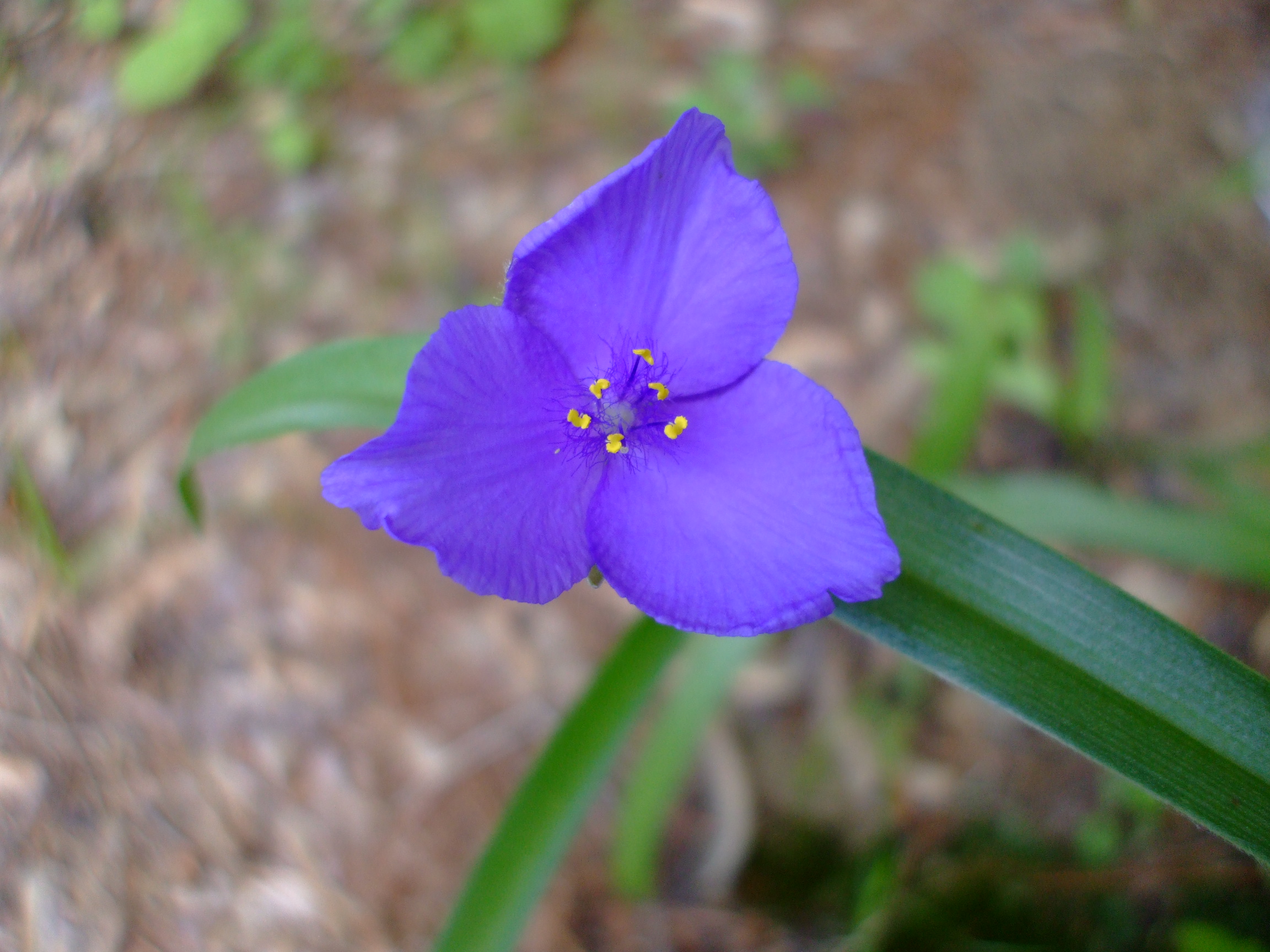 Tradescantia bracteata